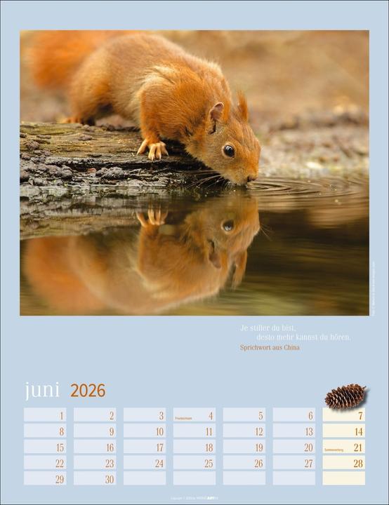 Actual product image Eichhörnchen Kalender 2026 (30 x 39 cm)