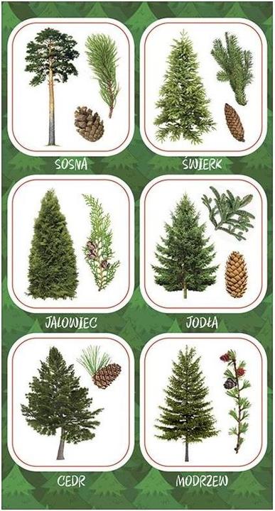 Produktbild Ranok Aufkleber Früchte von Nadelbäumen