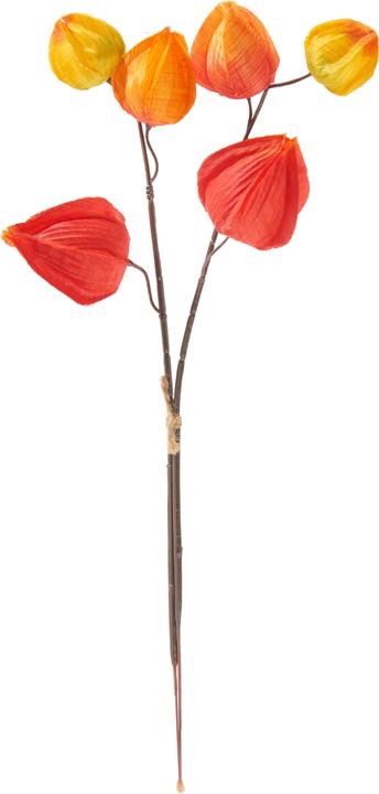 Actual product image DPI Physalis Zweig (32 cm)