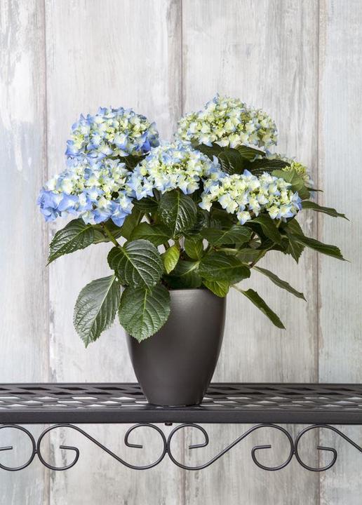 Image du produit Hortensia (50 cm)
