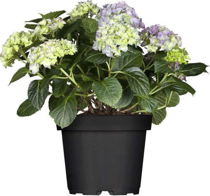 Hortensia (50 cm)