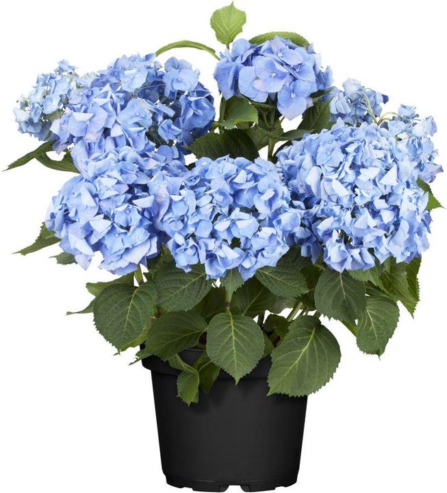 Image du produit Hortensia (50 cm)