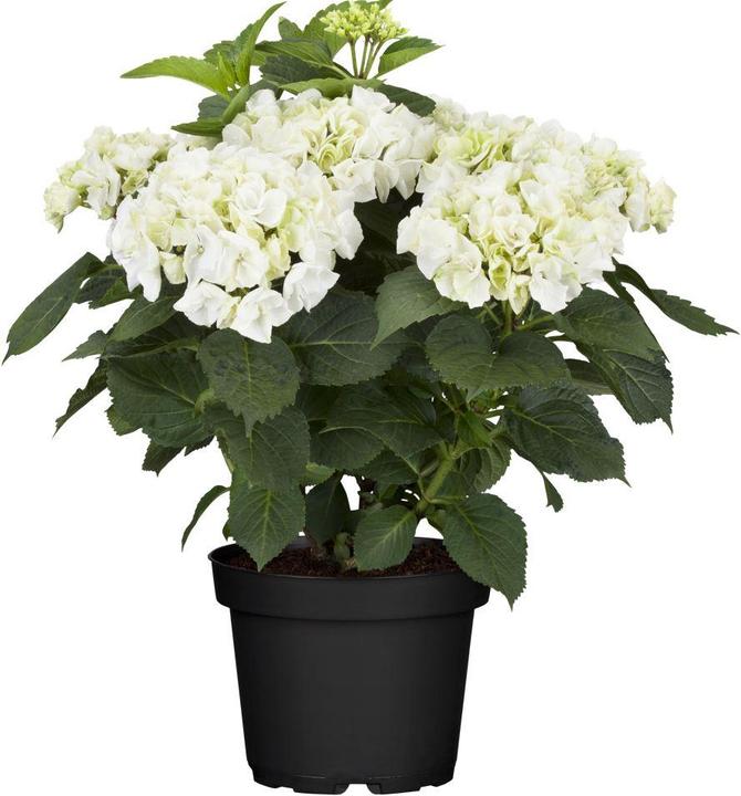 Hortensie (60 cm)