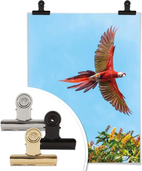 Image du produit Trenddeko Colombo - Perroquet en vol (40 x 50 cm)