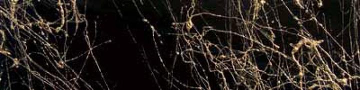 Image du produit Dupli-Color Spray de marbre (Or, 0.20 l)