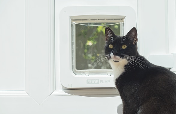 Immagine prodotto SureFlap Collegati a (Zampa per gatti con microchip)