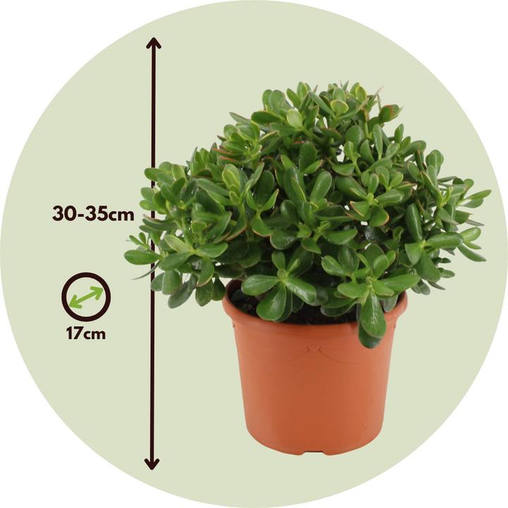 Immagine prodotto Plant in a Box Crassula ovata Minor - Pianta di giada (30 cm)