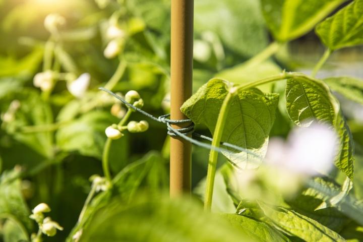 Immagine prodotto Windhager Filo di rango (0.14 cm)