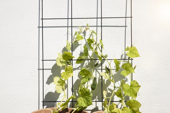 Immagine prodotto Windhager Traliccio a traliccio (150 cm, 75 cm)