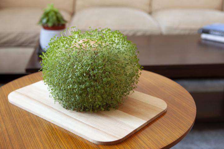 Produktbild Kikkerland Green Orb (15.50 x 15 x 15.50 cm)