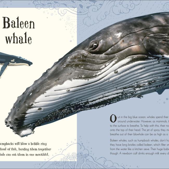 Produktbild An Anthology of Intriguing Animals (Englisch, Ben Hoare, 2018)