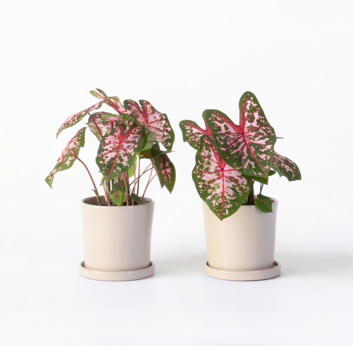 Produktbild Plant in a Box Caladium Carolyn Whorton - (25 cm)
