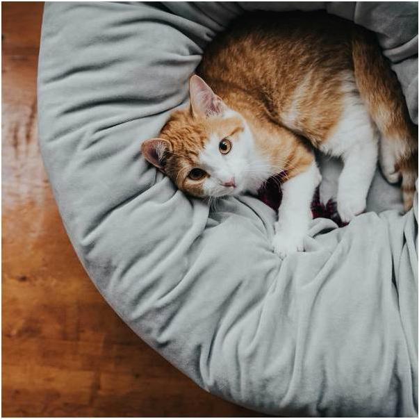 Immagine prodotto Hunter Dormiente per cani e gatti Miranda (Cane, Gatto)