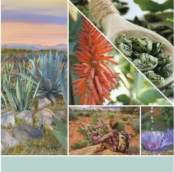 Produktbild Yankee Candle Aloe & Agave