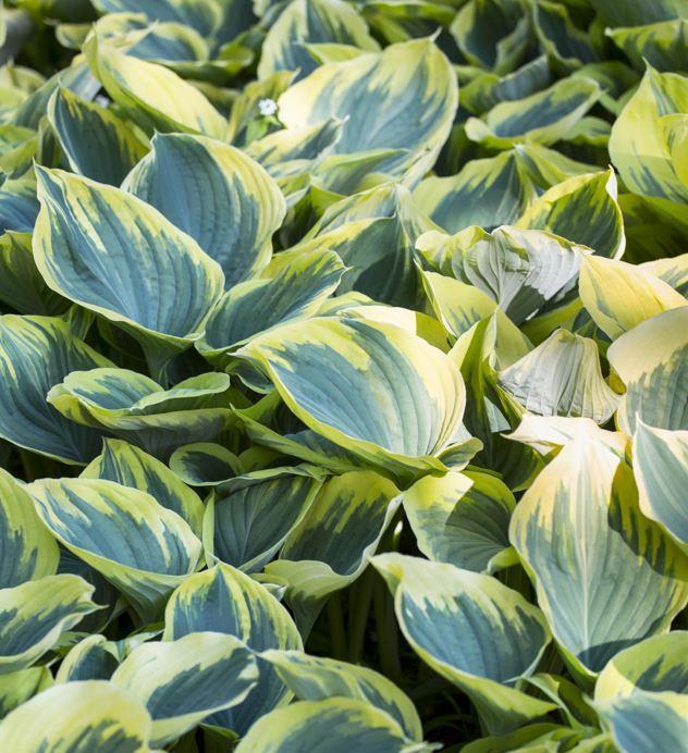 Produktbild Hosta 'First Frost' (50 cm)