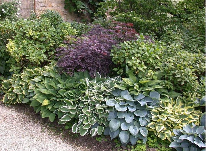 Produktbild Hosta 'Touch of class' (50 cm)
