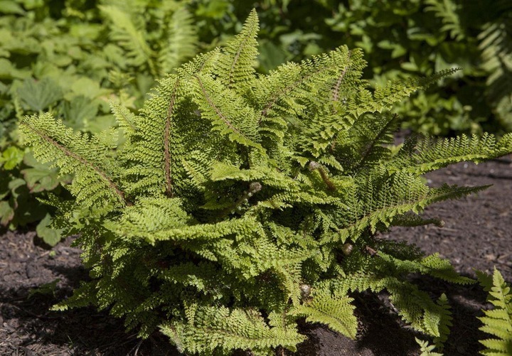 Immagine prodotto Polystichum set. 'Proliferum' (35 cm)