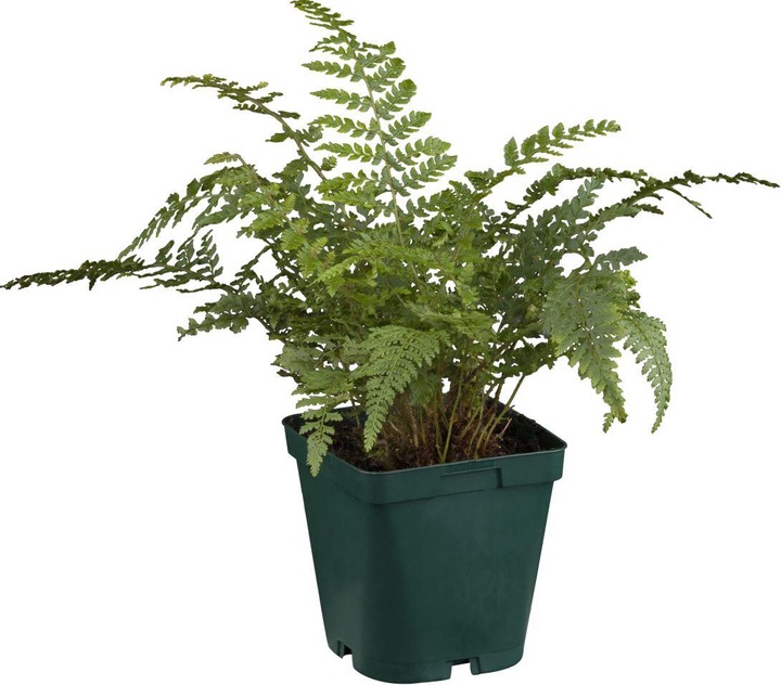Immagine prodotto Polystichum set. 'Proliferum' (35 cm)