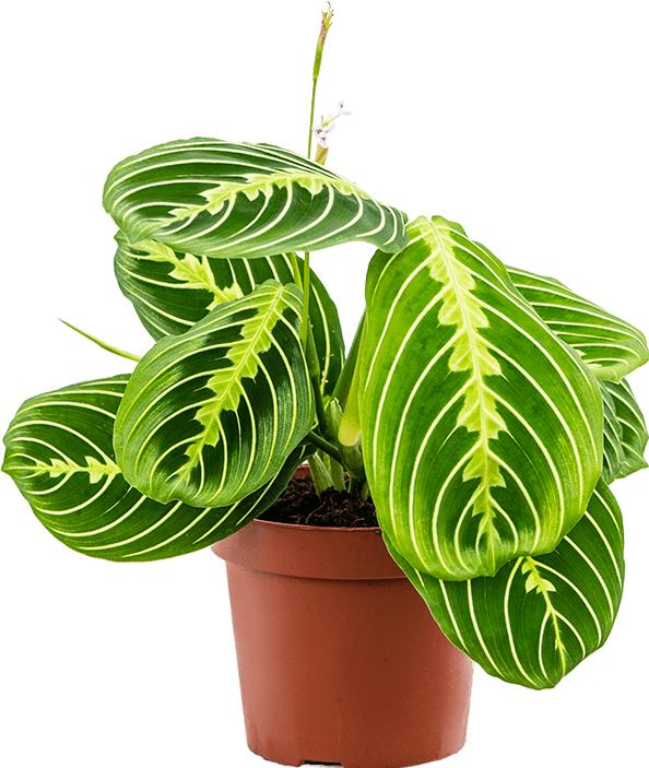 Image du produit Mahaloplants Maranta Citron vert (25 cm, Respectueux des animaux)