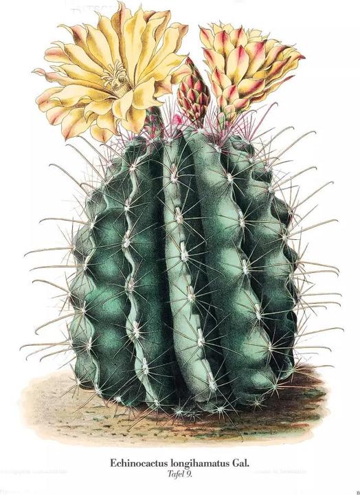 Image du produit Cactus en fleurs (2.50 cm)