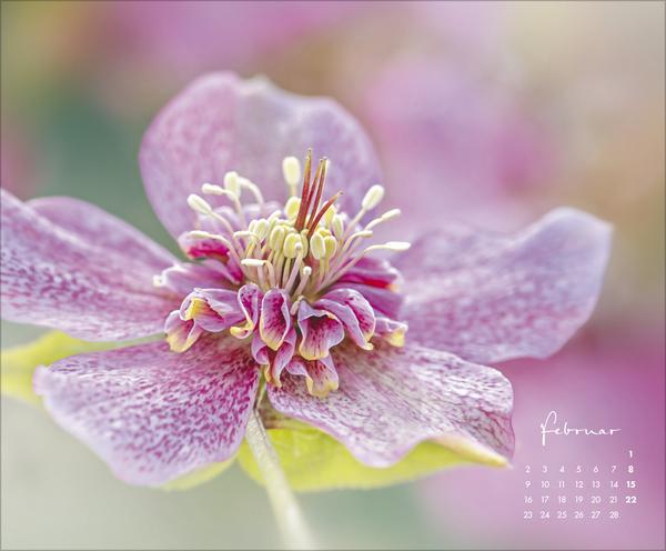 Produktbild FloralArt2026 (Querformat)