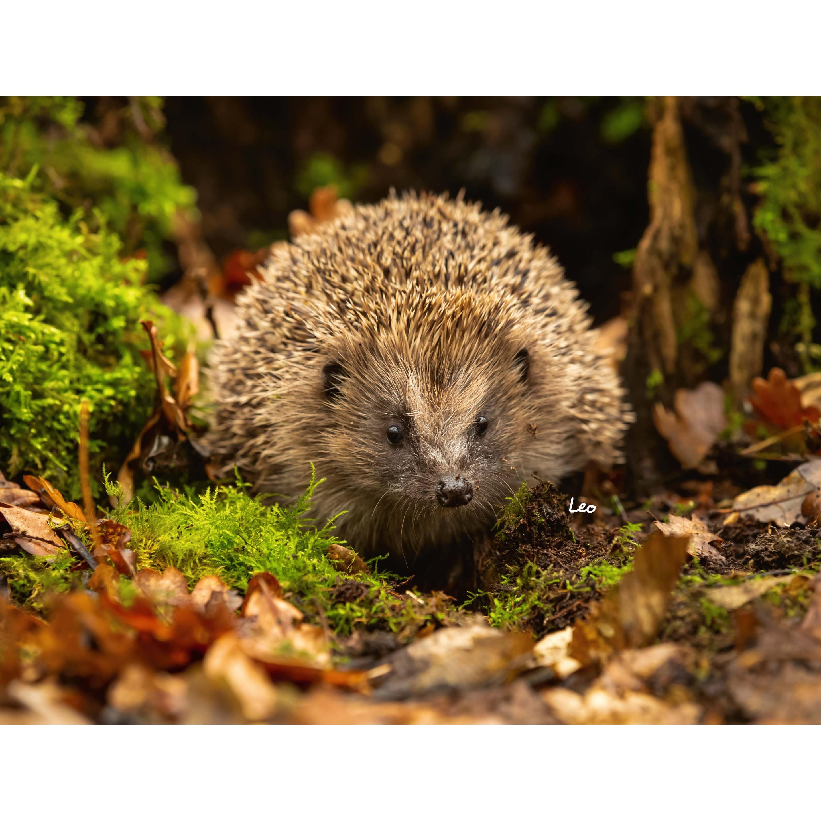 Heel Kalender Igel 2026 Eintragkalender (56563305)