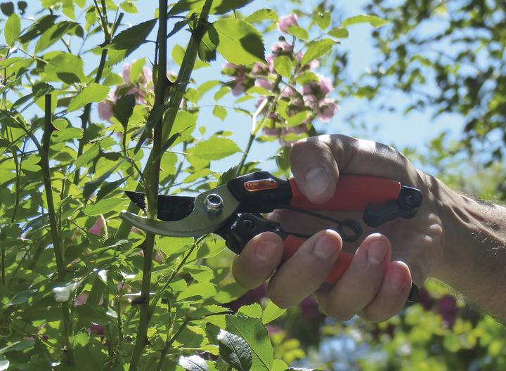 Produktbild Garten Primus Damengartenschere "Königin der Rosen"