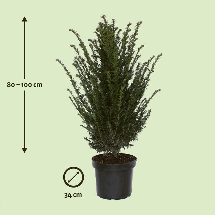 Zulauf Gemeine Eibe / Taxus baccata (100 cm) - kaufen bei Galaxus - Galaxus
