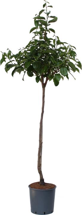Image du produit Zulauf Kaki (120 cm)