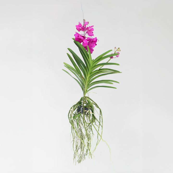 Produktbild Plant in a Box Vanda 'Tayanee Cerise' - Orchidee (65 cm)