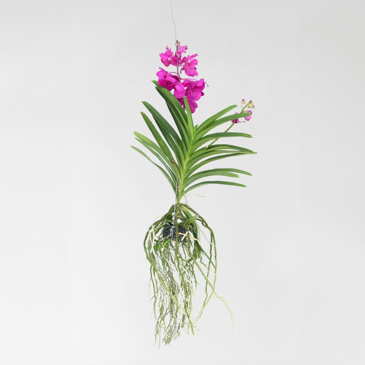 Actual product image Plant in a Box Vanda 'Tayanee Cerise' - Orchid (65 cm)