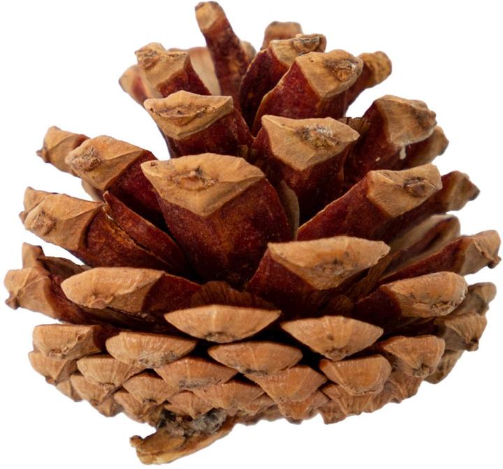 Actual product image I Am Creative Pine cones, mini pine cones, decorative cones