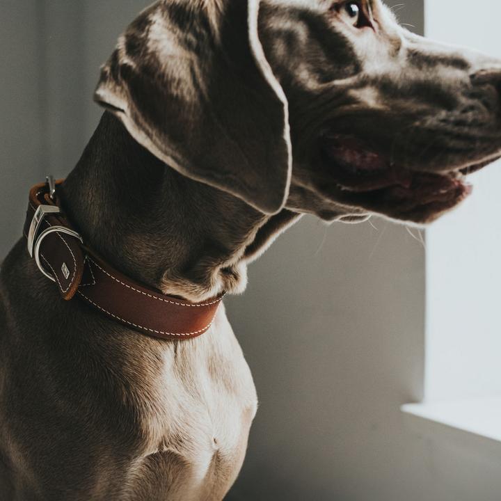 Produktbild Hunter Halsband Aalborg Special (30, 31, 32, 33, 34, 35, 36, 37, 38, Hund, Hundesport)