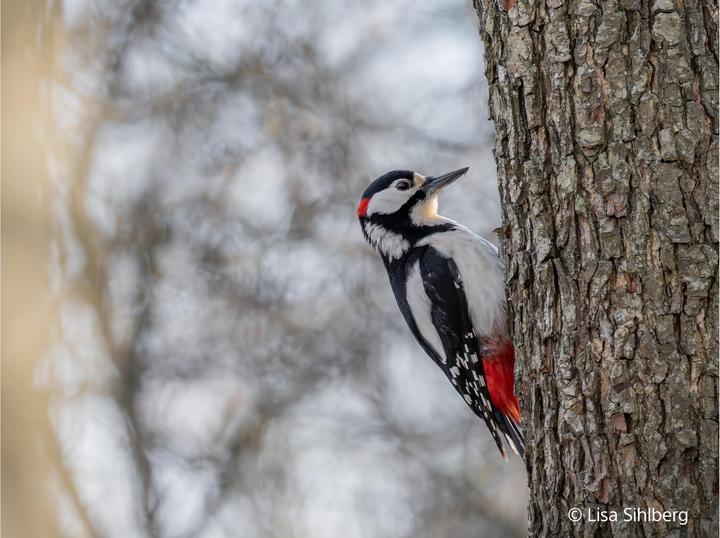 Image du produit Sony FE 100-400mm F4.5 GM OSS (Sony E, Plein format)