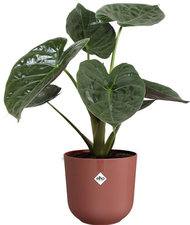 Actual product image Elho Jazz Round (23 x 21 cm)