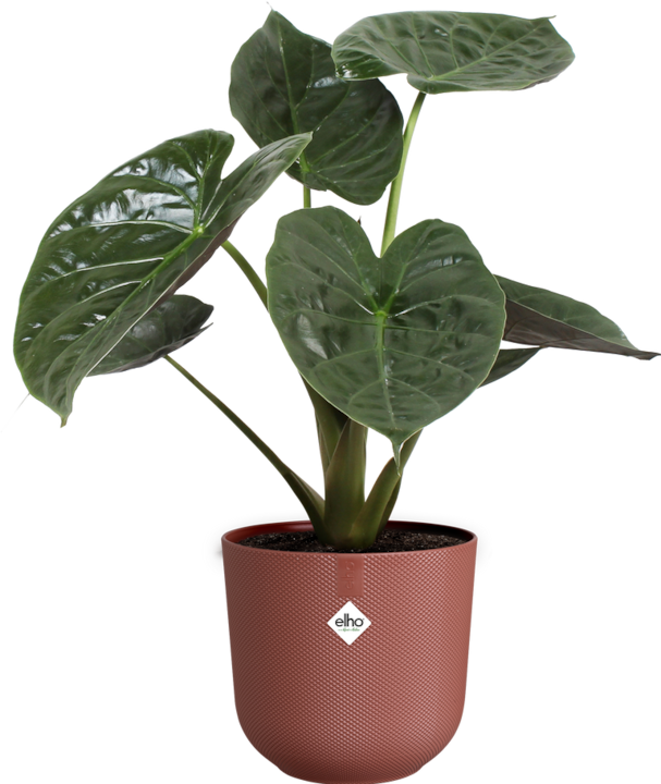 Actual product image Elho Jazz Round (23 cm)