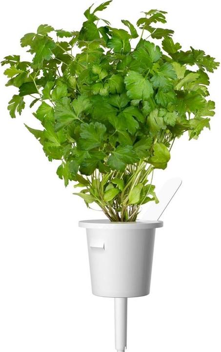 Image du produit Click and Grow Graines Persil lisse (Graines d'herbes aromatiques)