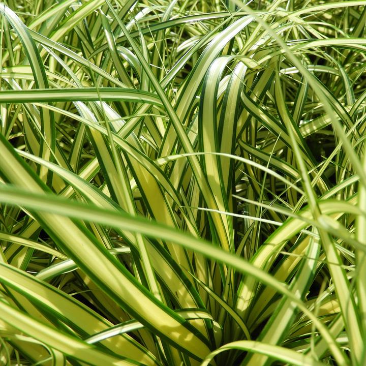 Image du produit Zulauf Carex oshimensis 'Evergold' / Japan-Segge 'Evergold' (20 cm)