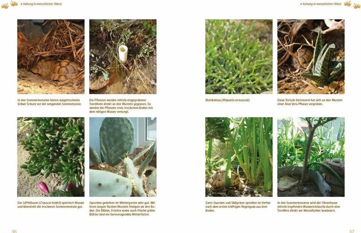 Actual product image Testudo kleinmanni (German, Christine Dworschak, 2018)