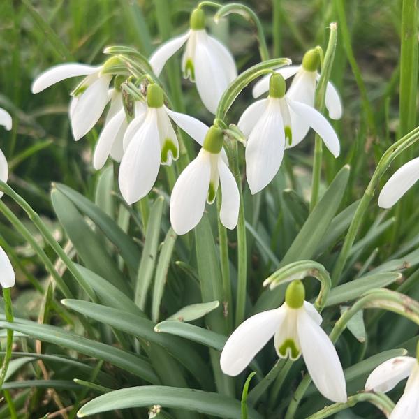 Immagine prodotto Säntispracht Set di 6 giacinti d'uva - Muscari armeniacum Big Smile Blue (15 cm)