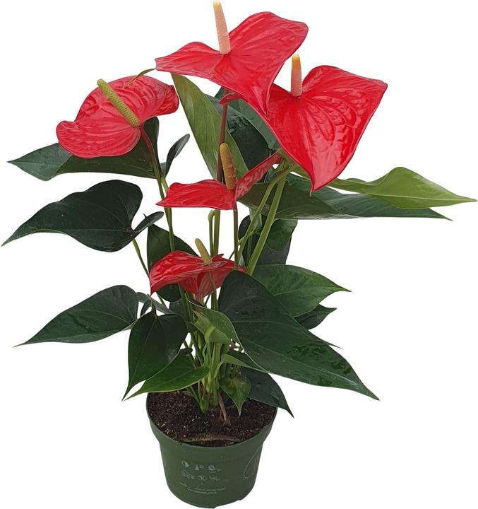 Actual product image Plant in a Box Anthurium 'Royal Champion' - Flamingoblume (35 cm)