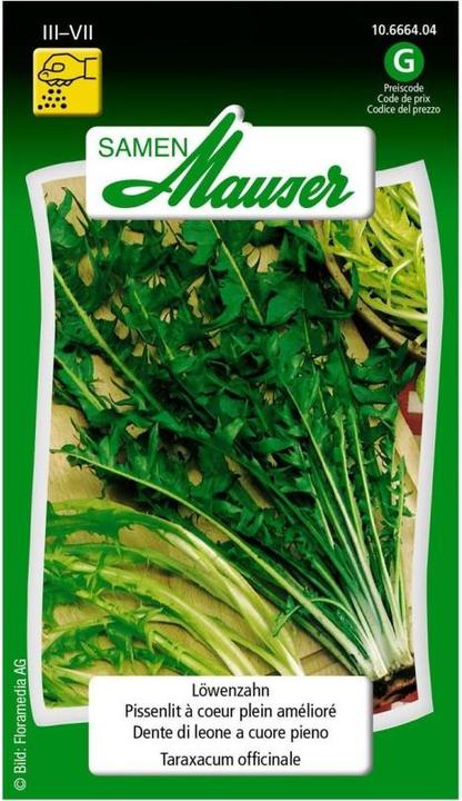 Samen Mauser Dandelion (Vegetable seeds)