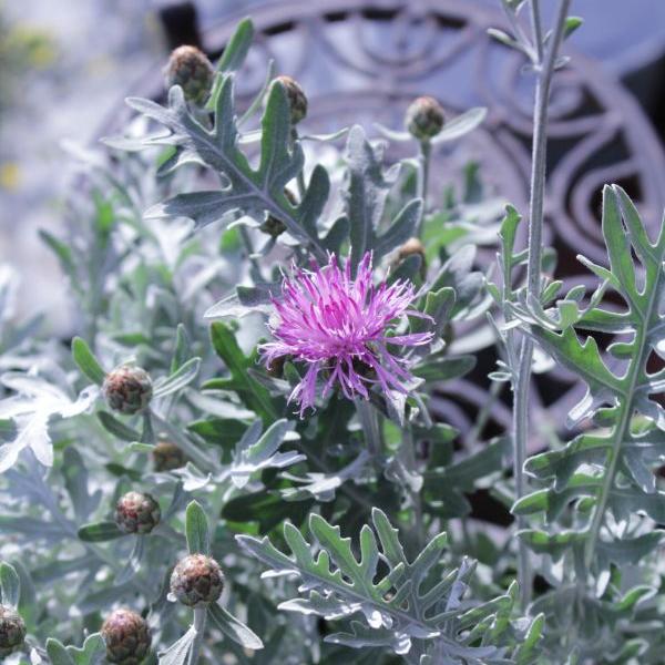 Produktbild Säntispracht Die mehrjährige Flockenblume im Dekokorb - Centaurea Silver Feather (80 cm)