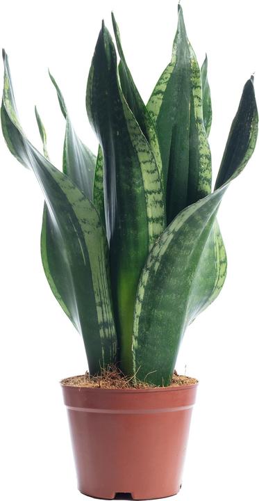 Flowerbox Bogenhanf - Sansevieria trif. Black Coral