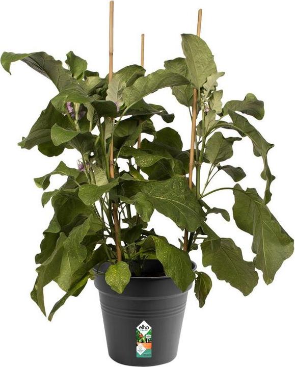 Actual product image Elho Green Basics (21 cm)