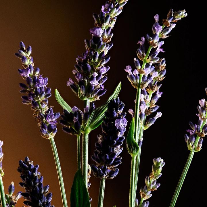 Produktbild Dolce & Gabbana The One For Men (Eau de Toilette, 100 ml)