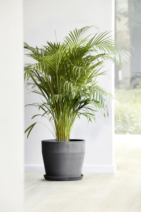 Actual product image Ecopots Sankara
