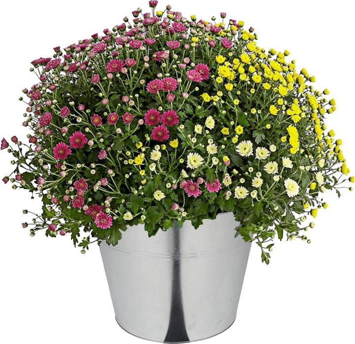 Immagine prodotto Natura Punto Secchio in zinco con 2 maniglie