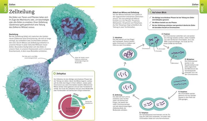 Actual product image Visuelles Wissen. Biologie (German, Dietmar Mertens, DK Publishing House, 2021)