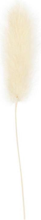 Image du produit Creativ Company Décorations de Noël 3-7 cm, 6 pièces (Fleurs séchées)